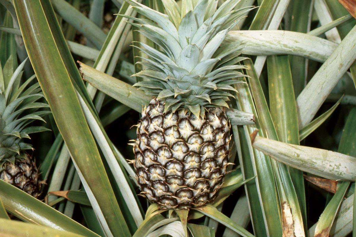 Natural Pineapple1