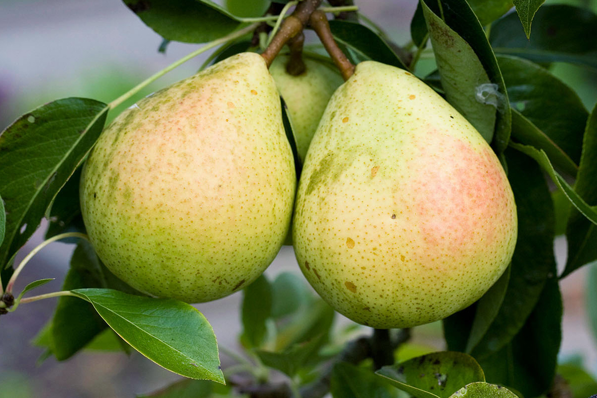 Pear