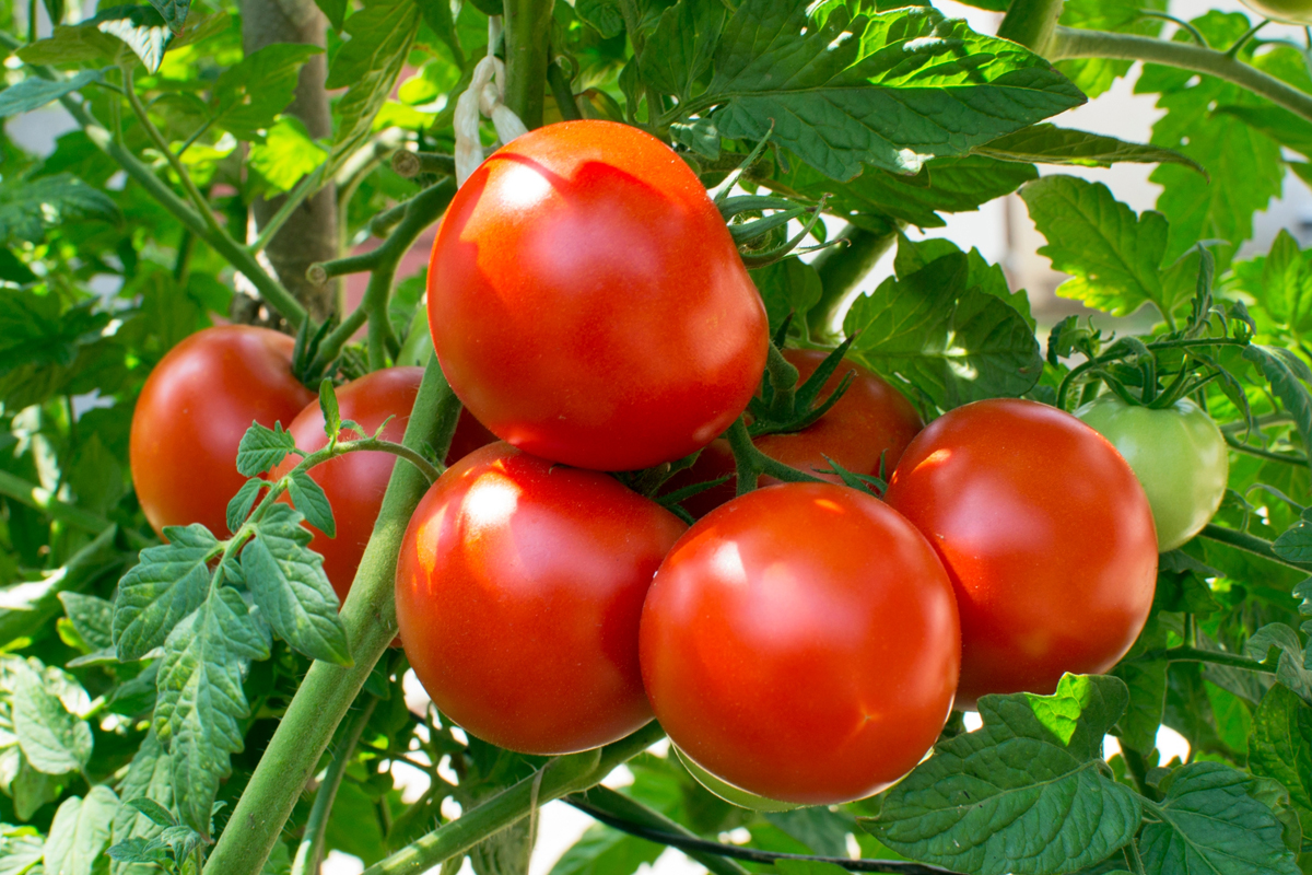 Tomato
